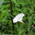 hedge bindweed (Convolvulus sepium) Kenneth Noble